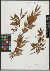 Foto von Salix alba L.